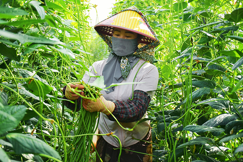 村民正在采摘豆角。周丽青摄