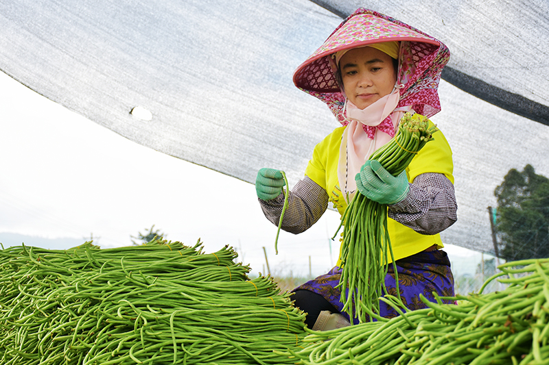 村民1正在分拣豆角。周丽青摄