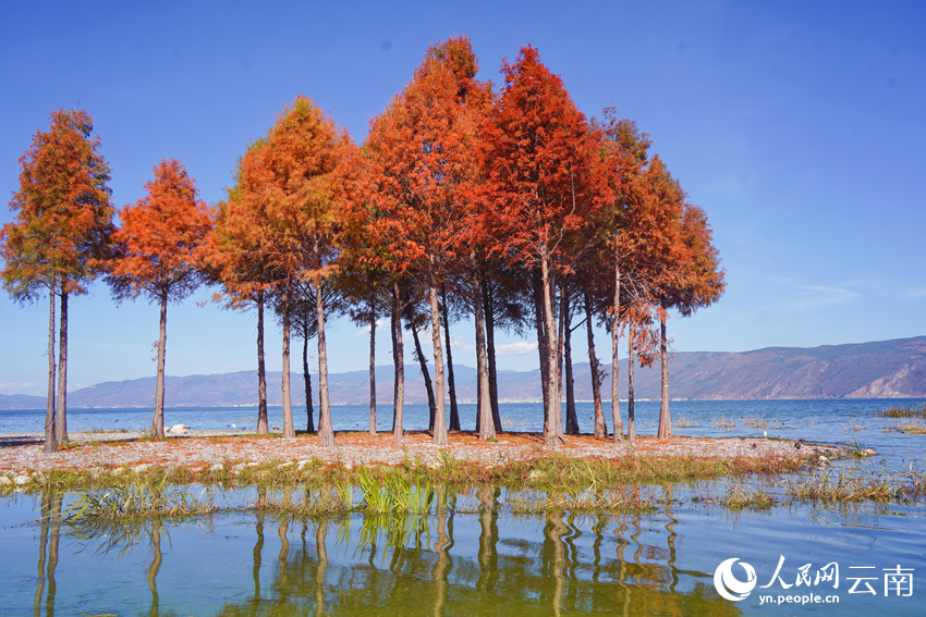 洱海岸邊的水杉美景。馬雯攝