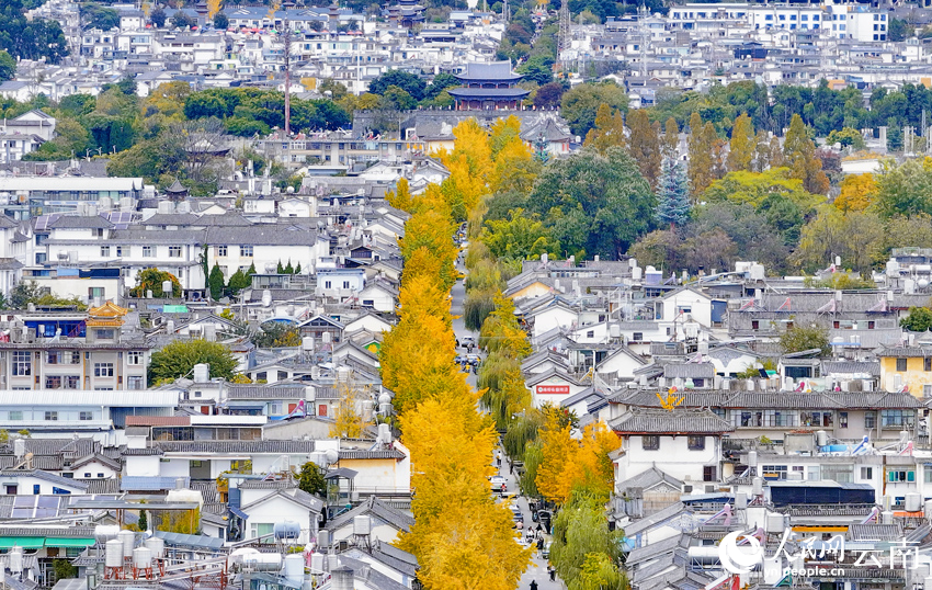 大理古城银杏美景。马雯摄