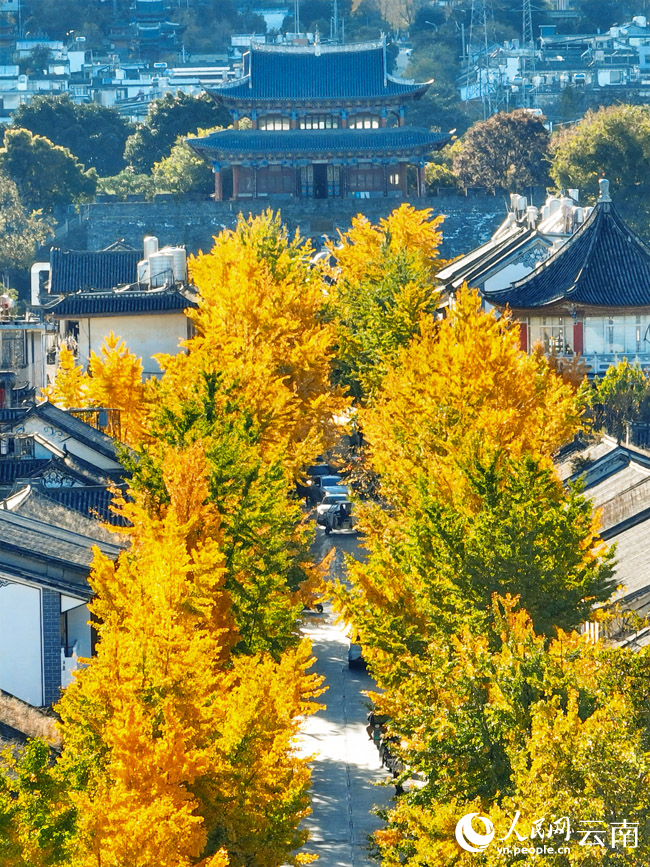 大理古城银杏美景。董孟良摄