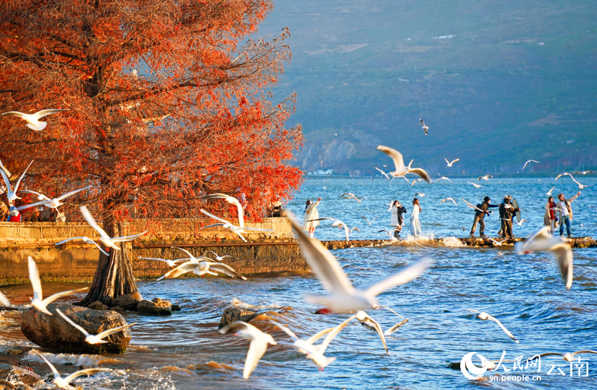 冬日洱海畔美景。马雯摄