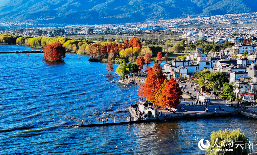 冬日洱海畔美景。马雯摄