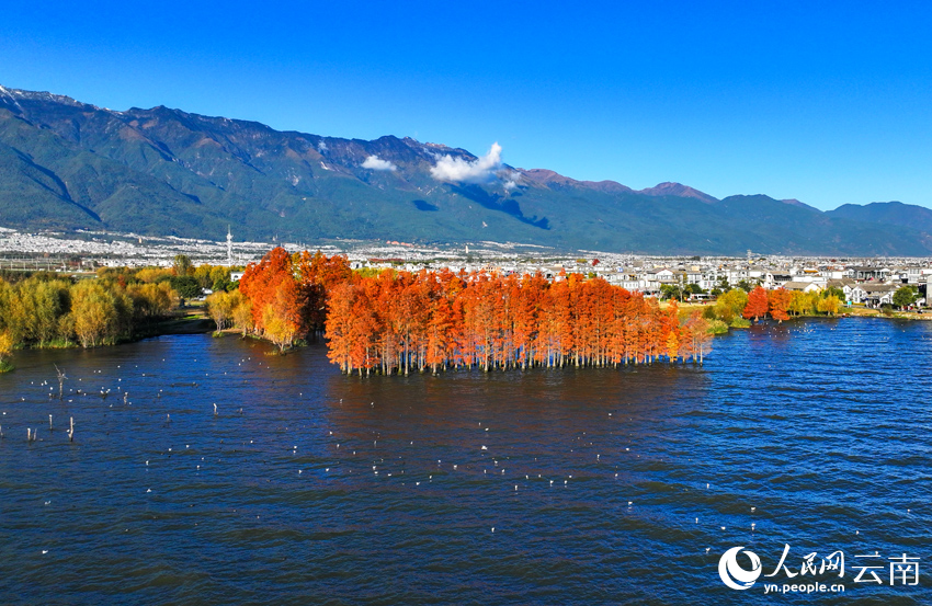 冬日洱海畔美景。马雯摄