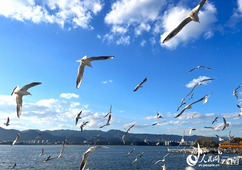 在海埂大坝，红嘴鸥在水面上自在飞舞。人民网 尹馨摄