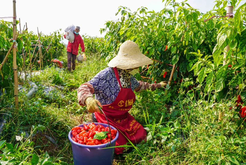 農戶正在採摘工業辣椒。澄江市融媒體中心供圖.jpg