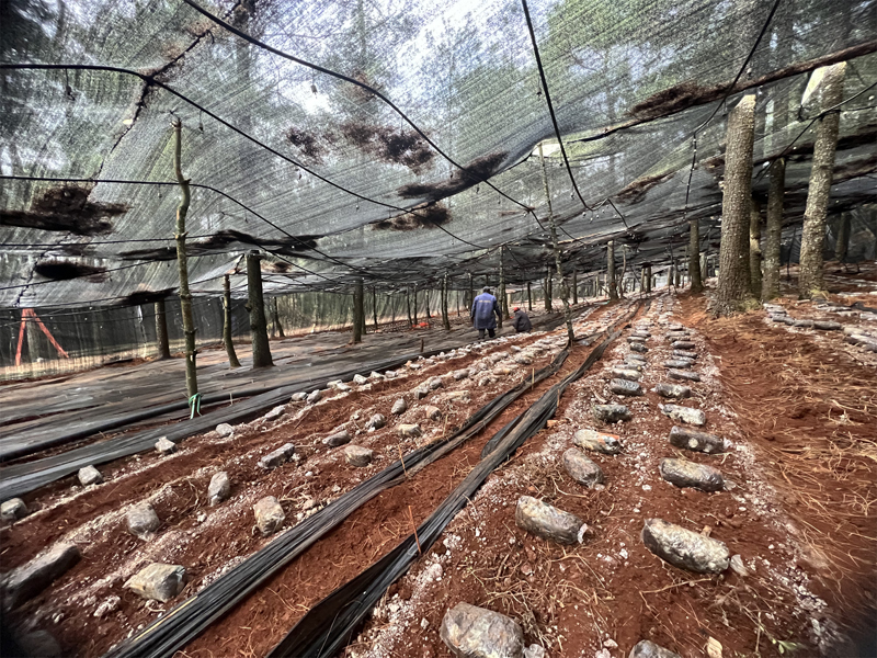 羊肚菌林下種植基地。澄江市融媒體中心供圖.jpg