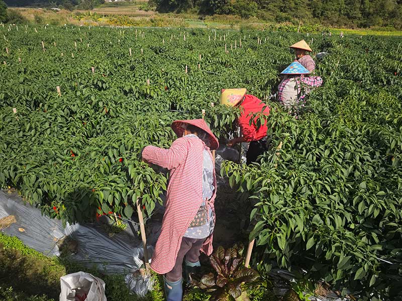 農戶採摘辣椒-鎮沅縣融媒體中心供圖