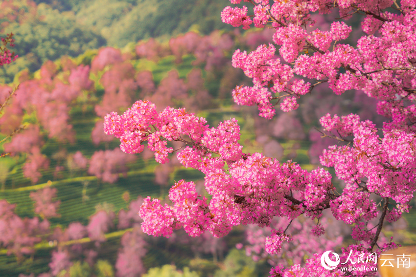 南涧樱花谷樱花盛开美景。杨光宇摄