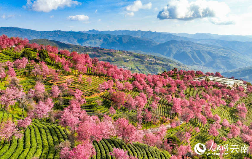 南涧樱花谷樱花盛开美景。杨光宇摄