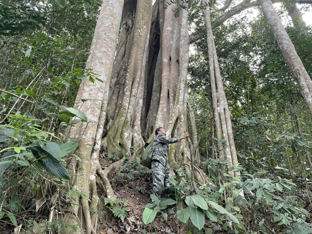 牛正發在巡山。