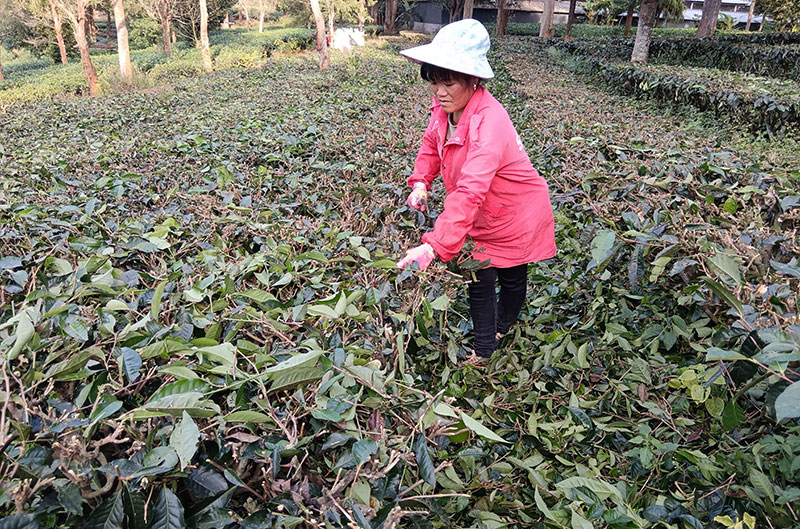 村民王其焕正在修剪清理茶园。罗艳萍摄