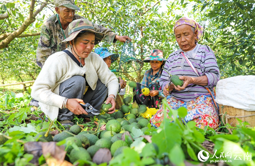 果农正在分拣牛油果。人民网记者 虎遵会摄