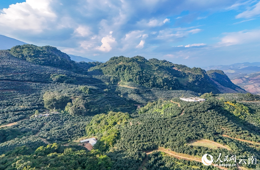 孟连县牛油果种植基地。人民网 记者虎遵会摄