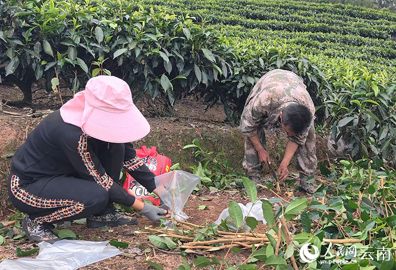 向陽技術隊正在嫁接茶樹。廖琴攝