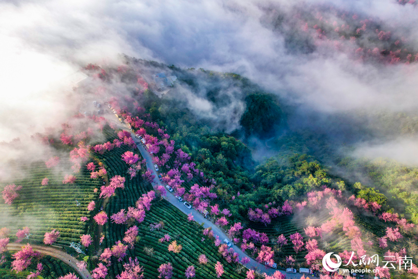 大理無量山櫻花谷的霧中美景。楊繼培攝