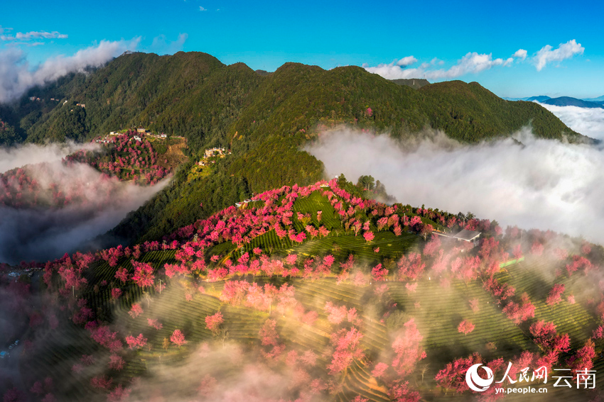 大理無量山櫻花谷的霧中美景。楊繼培攝