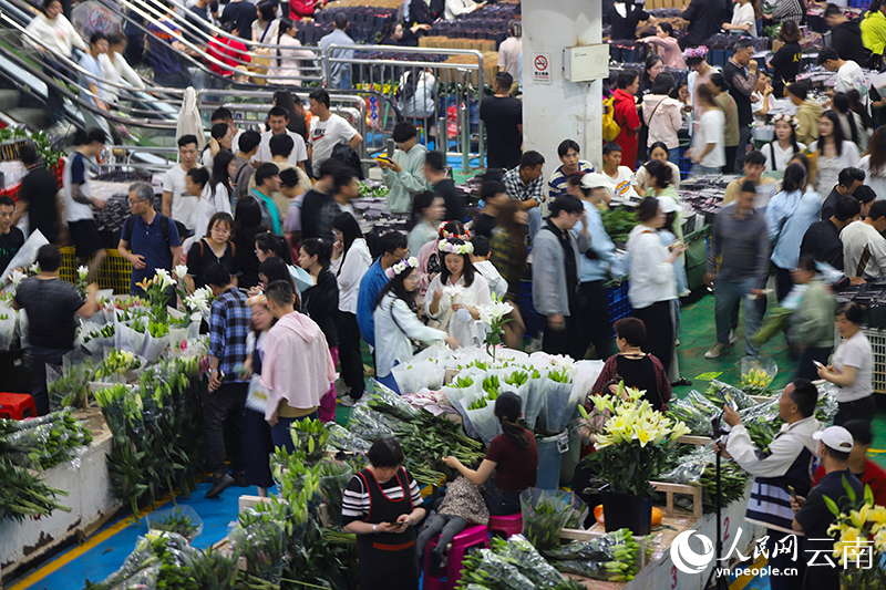 昆明呈贡：6686体育平台斗南花香飘全球(图5)