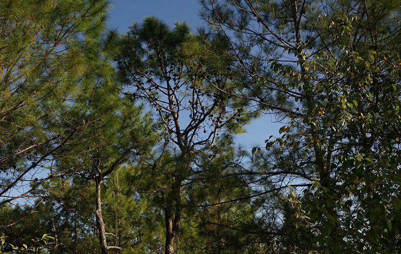 林区种植养护的大树.林熙傜摄