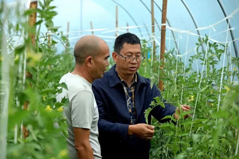 云南省农科院专家指导蔬菜种植。。适钢摄.jpg