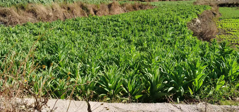 贡菜的种植照片（12月1日）王怡欣-摄.jpg