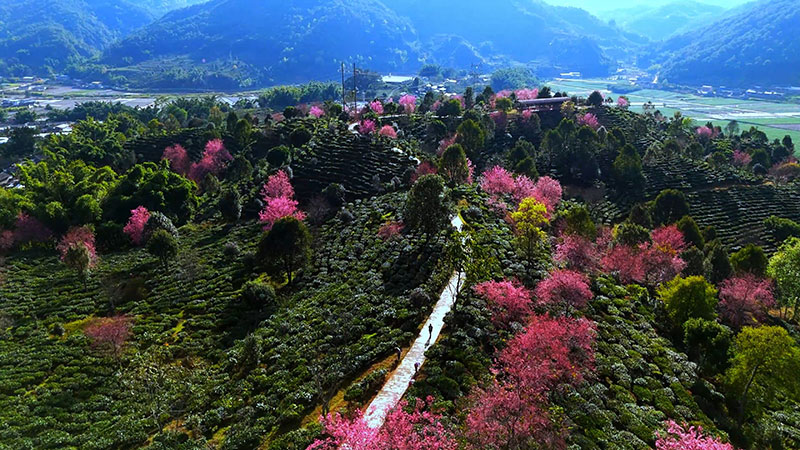 漫山遍野的樱花。景东县融媒体中心供图