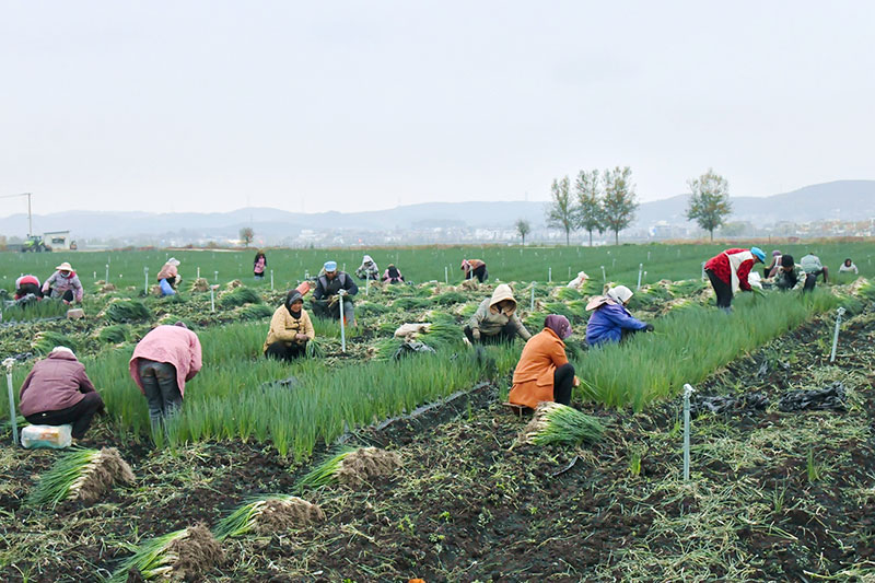 村民正在香葱基地劳作。丁世新摄