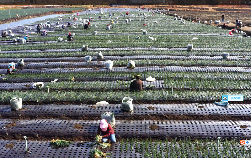 村民正在香葱基地上劳作--12月8日摄