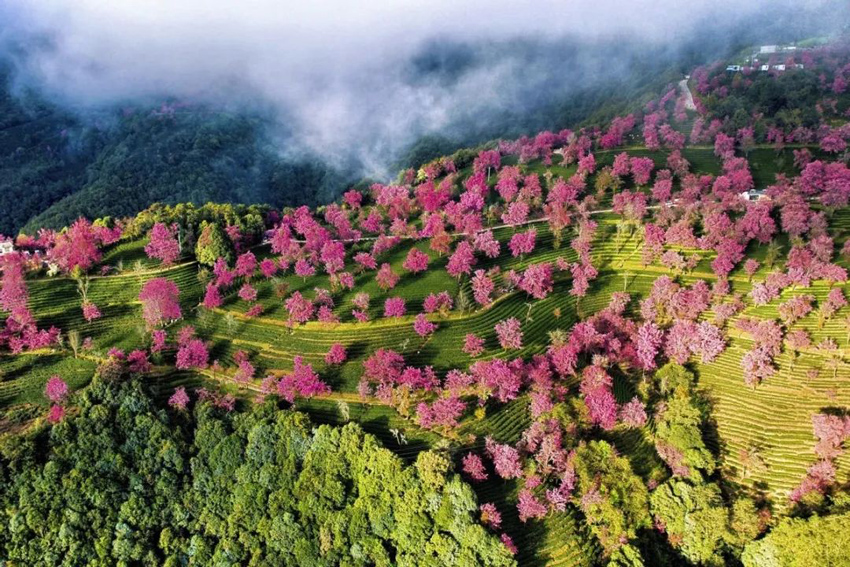 1大理南涧无量山樱花谷冬樱花盛开美景。