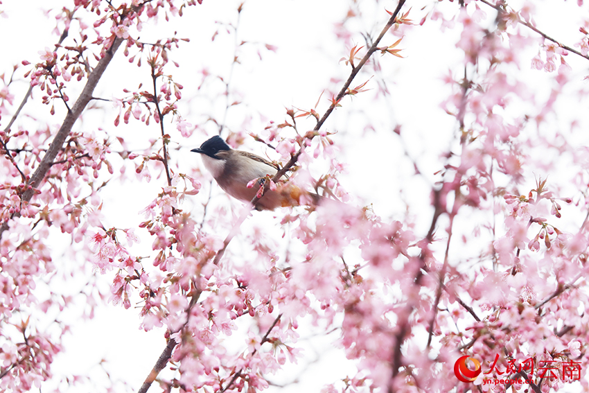 普者黑景区冬樱花绚烂绽放，鸟儿穿梭其间与花共舞。马卫忠摄