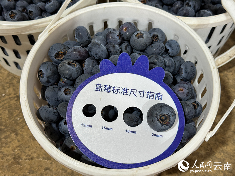 澄江蓝莓成为农户的“致富果”。人民网 雷霁摄