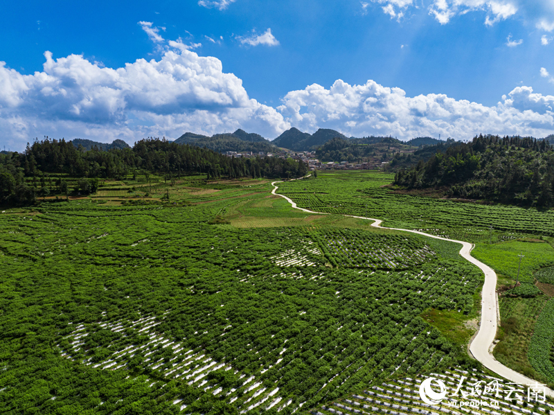 文山州马关县红果参种植基地。杨志军摄