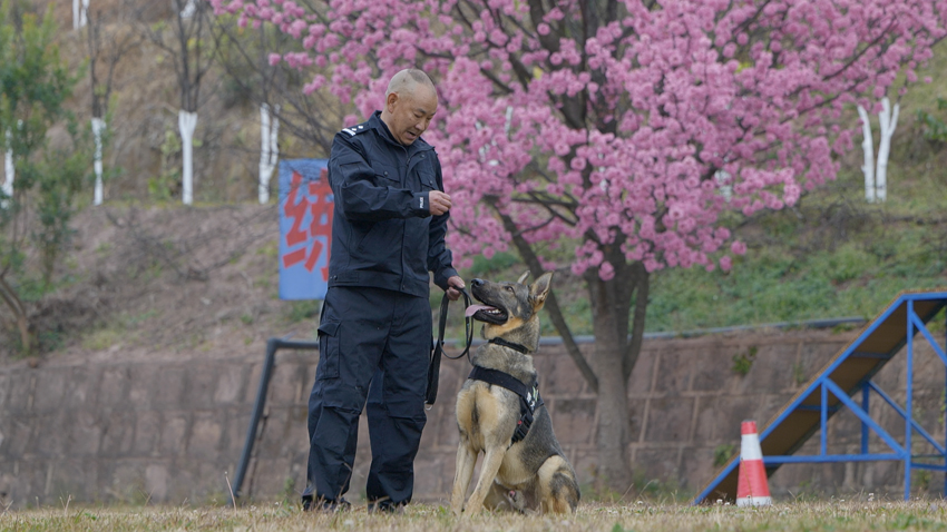 从“小奶狗”到威猛警犬