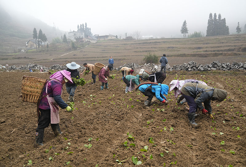 扎西镇扎岭村新地方村民小组村民正在栽种山葵。