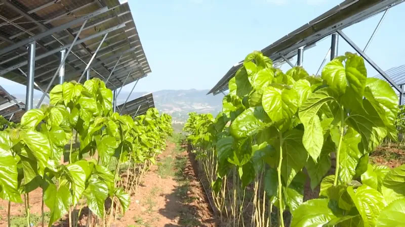 永仁县观音岩100W复合型光伏电站建设项目板下种桑。