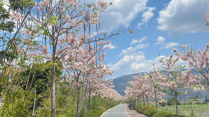 異龍湖沿岸風光。戴慧雯攝