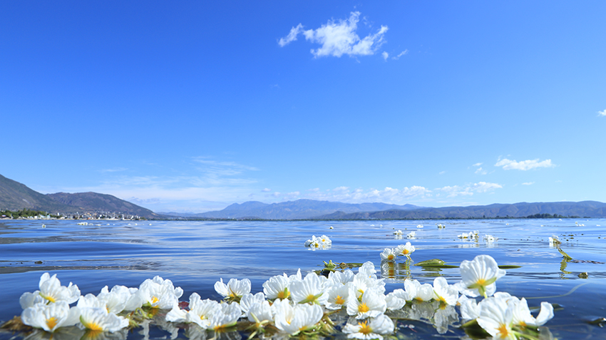 成片的海菜花在洱海水面盛放 楊繼培 攝