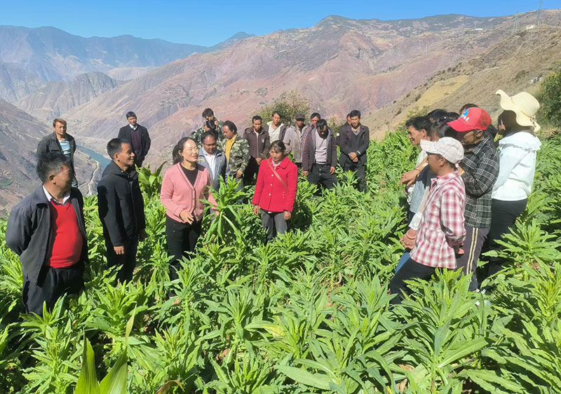 科技专家到田间地头指导农户种植技术。