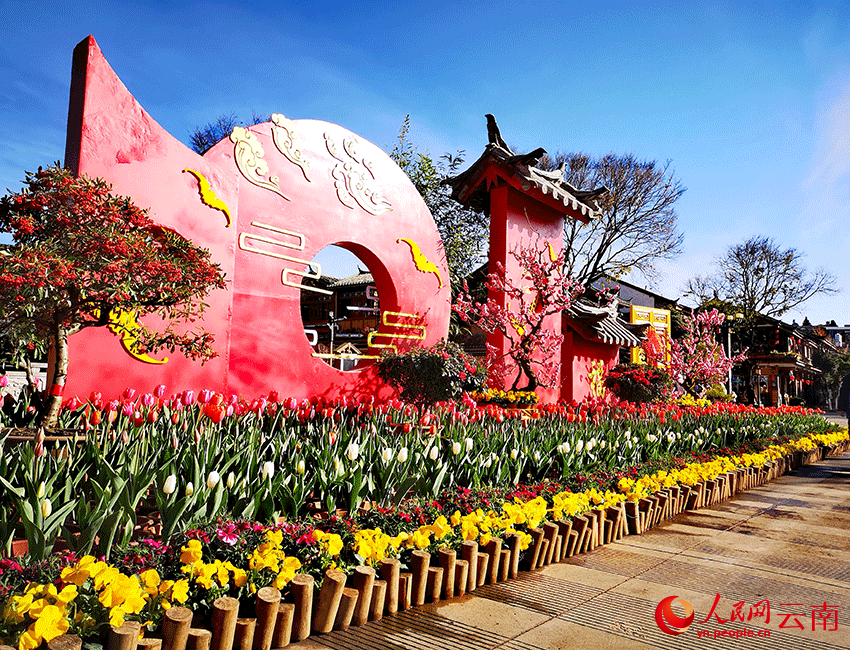 麗江古城展出近4萬盆時令鮮花和特色盆景。和儉攝