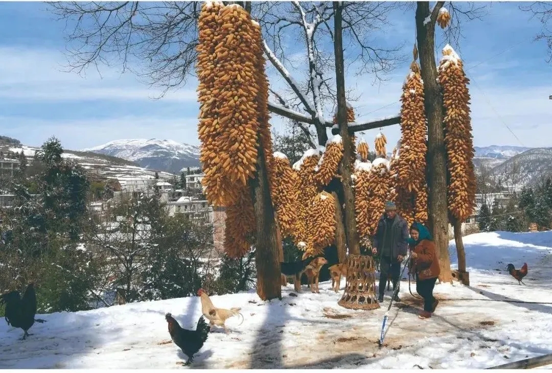 瑞雪兆丰年。马奇峰 摄