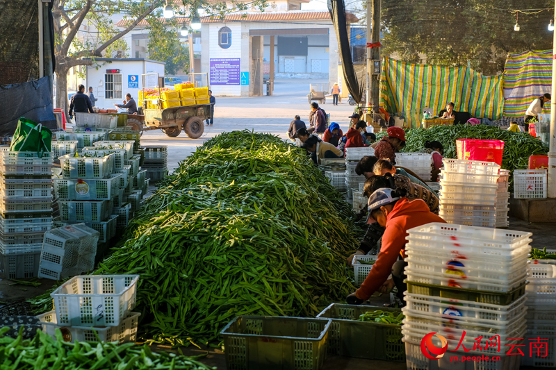 云南元谋蔬菜批发交易市场一角。人民网 曾智慧摄