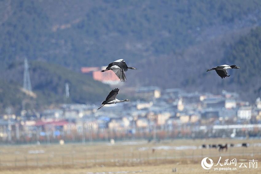 黑頸鶴在納帕海國際重要濕地越冬。陳志明攝