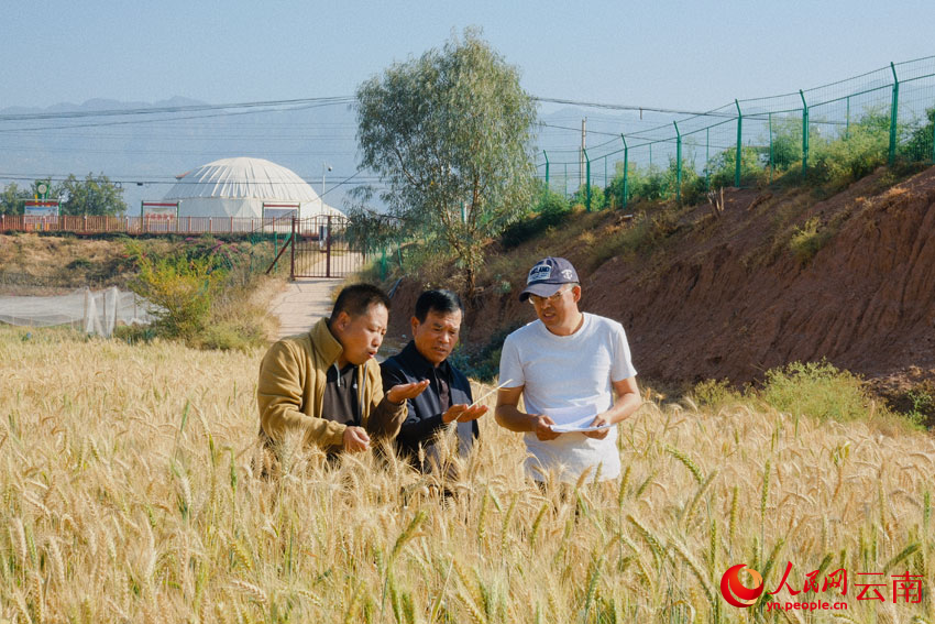 科研人员正在查看小麦育种材料。人民网 曾智慧摄