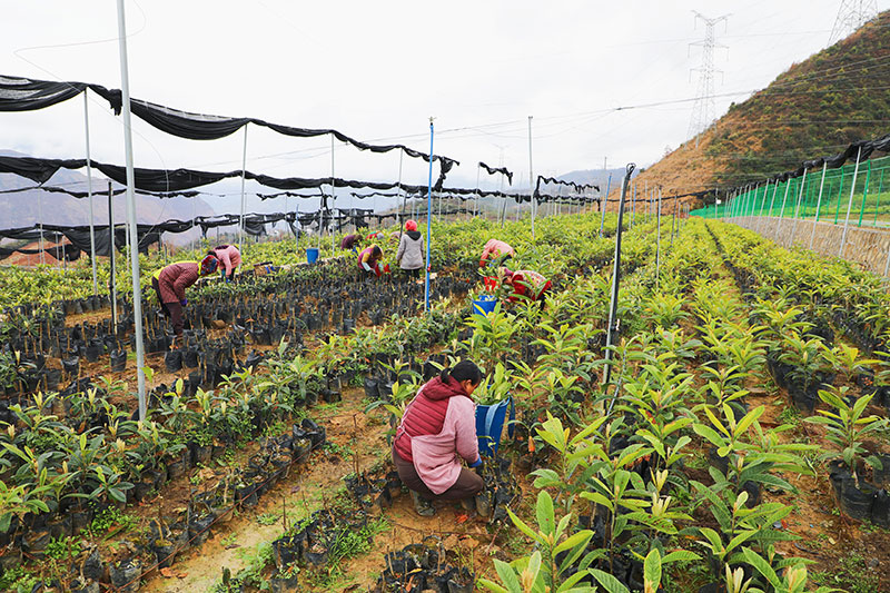 “华白一号”枇杷苗圃基地一派繁忙景象。