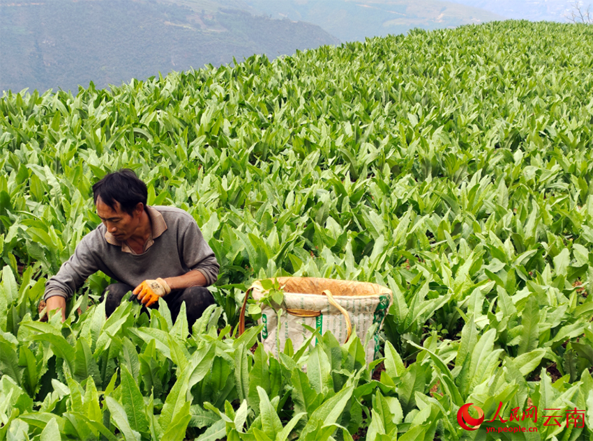 农户正在贡菜地里拔草。鲁丽华摄