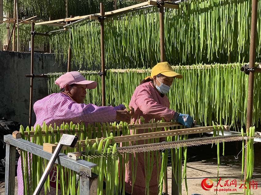 农户正在晾晒贡菜条。吕玉玲摄