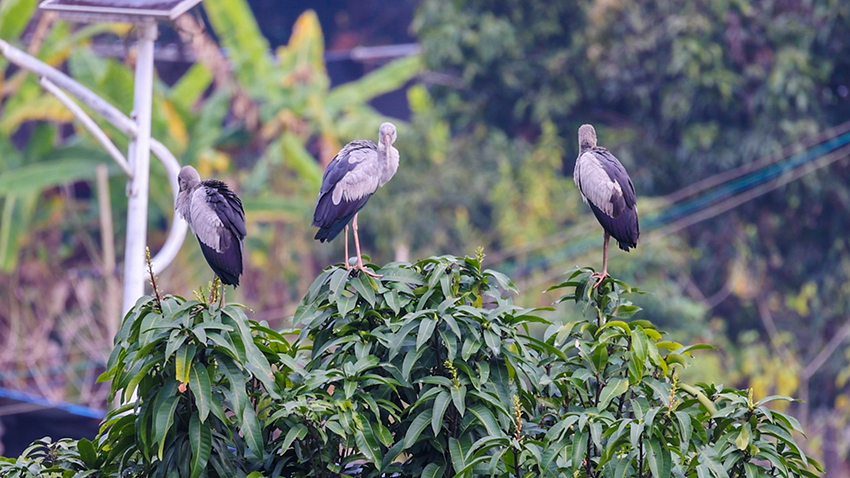 钳嘴鹳在枝头休憩。绿春县融媒体中心供图