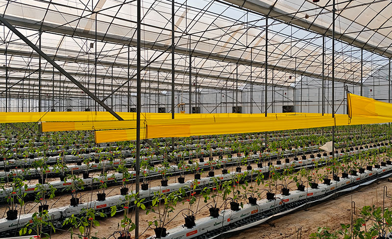 采用大苗移栽技术定植的樱桃番茄长势喜人。杨文虹摄