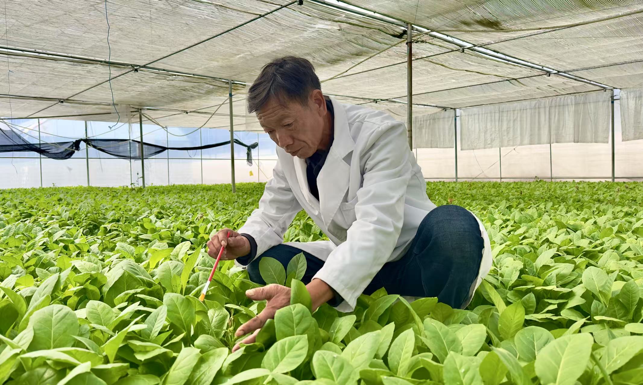 高啟荣正在查看蚜茧蜂扩繁情况。希奕璇摄