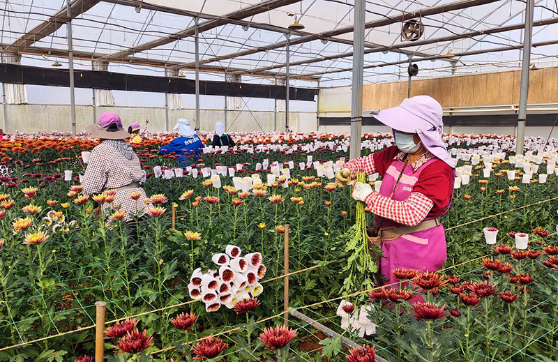 花农正在采摘菊花-邱美华摄-2025年2月26日